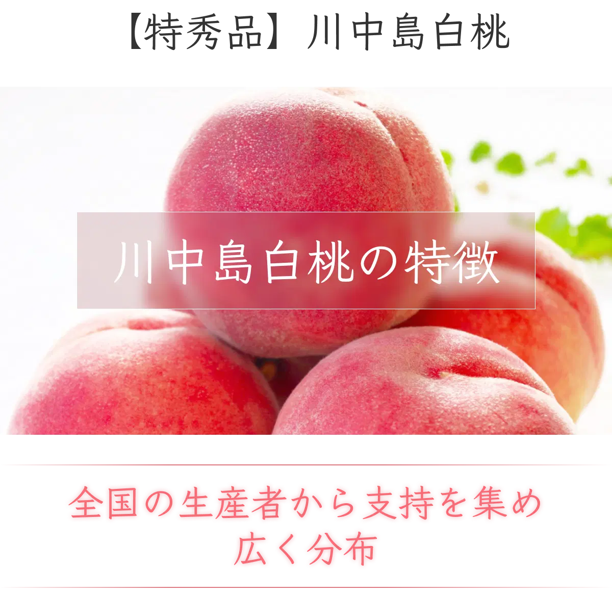 甲信越から東北まで全国の生産者から高い支持を集める川中島白桃
