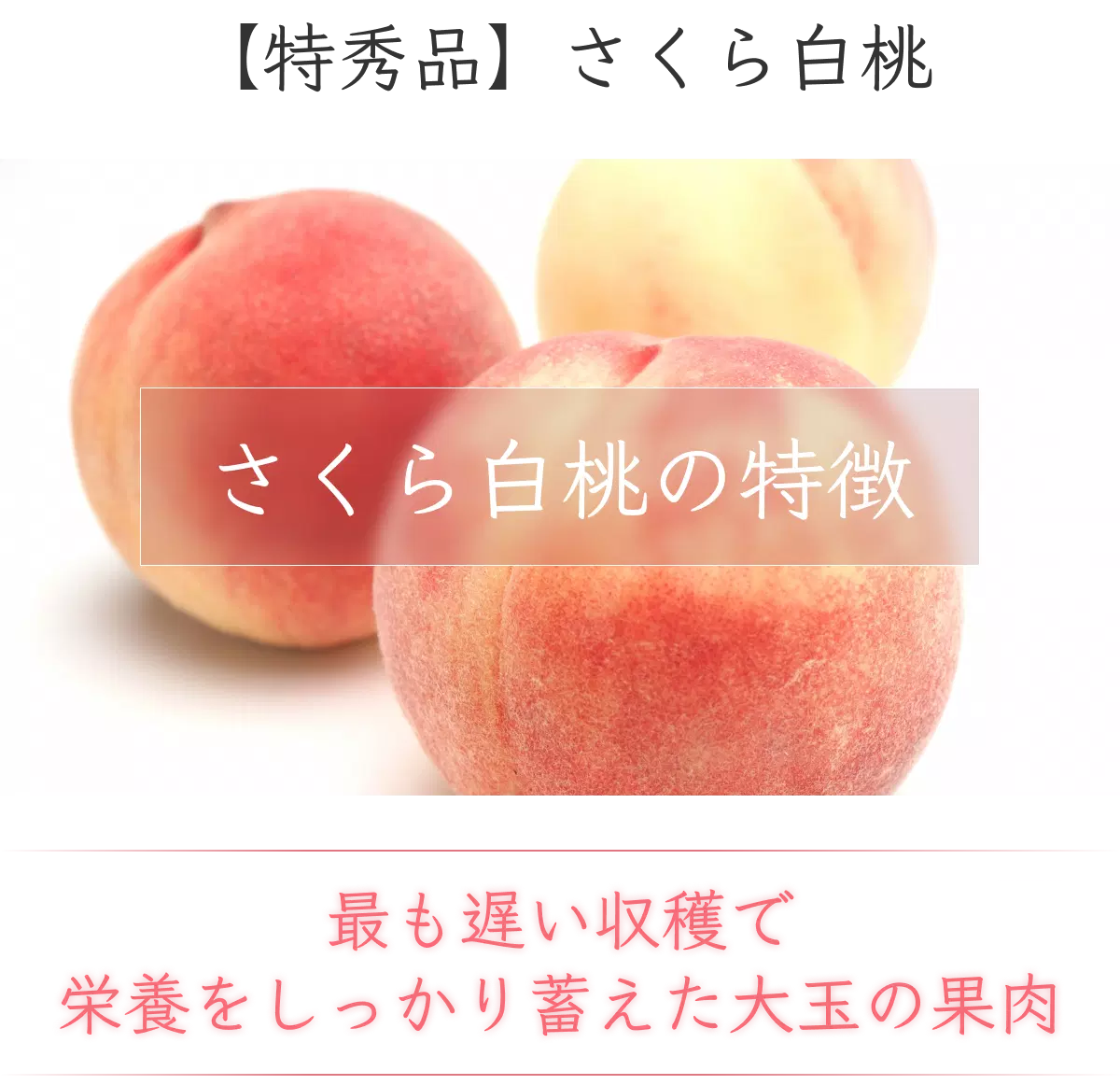 樹上期間が長くじっくり栄養を蓄えて育つ大玉のさくら白桃