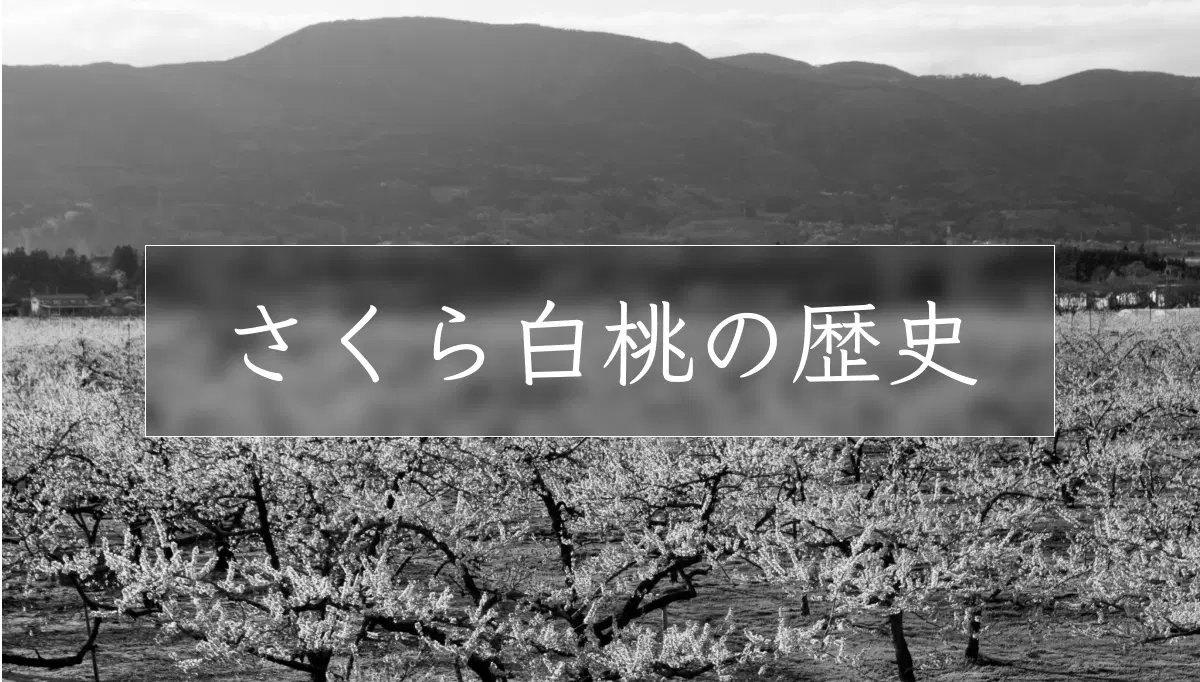 川中島白桃と千曲を交配して生まれた注目品種さくら白桃の歴史