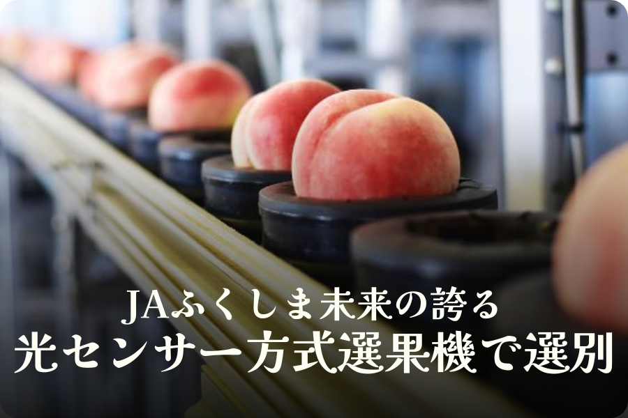 福島県桑折町 献上桃の郷・川中島白桃 3kg | 【公式】JAふくしま未来の