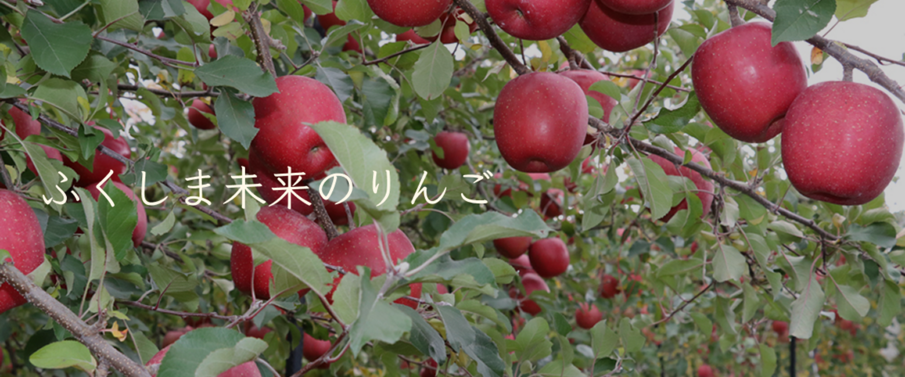 福島のりんごのお取り寄せ