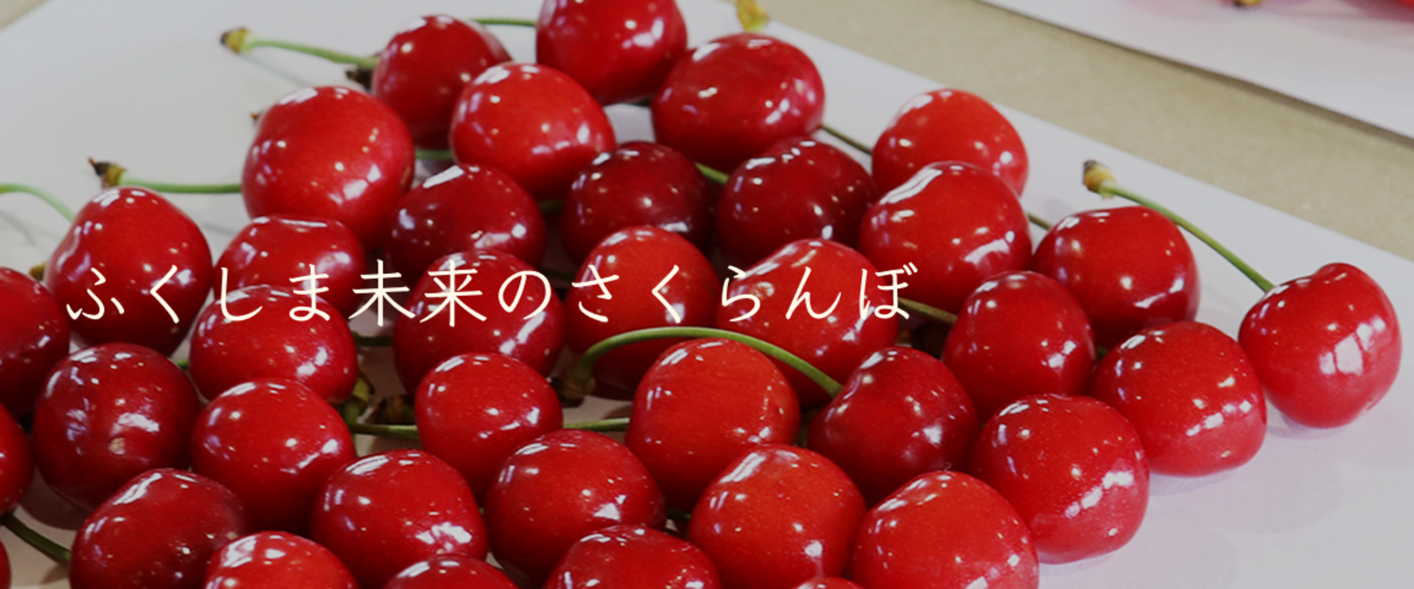 福島のさくらんぼ