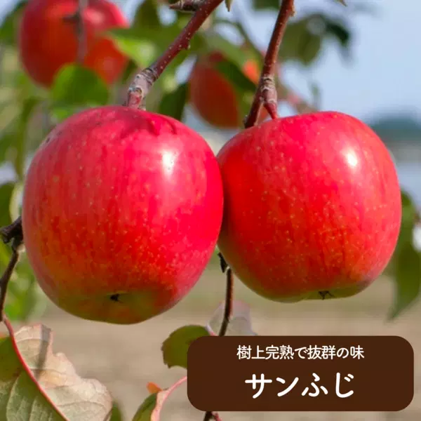 「ふるさと会」果物コース(2回・5回)の商品画像 5