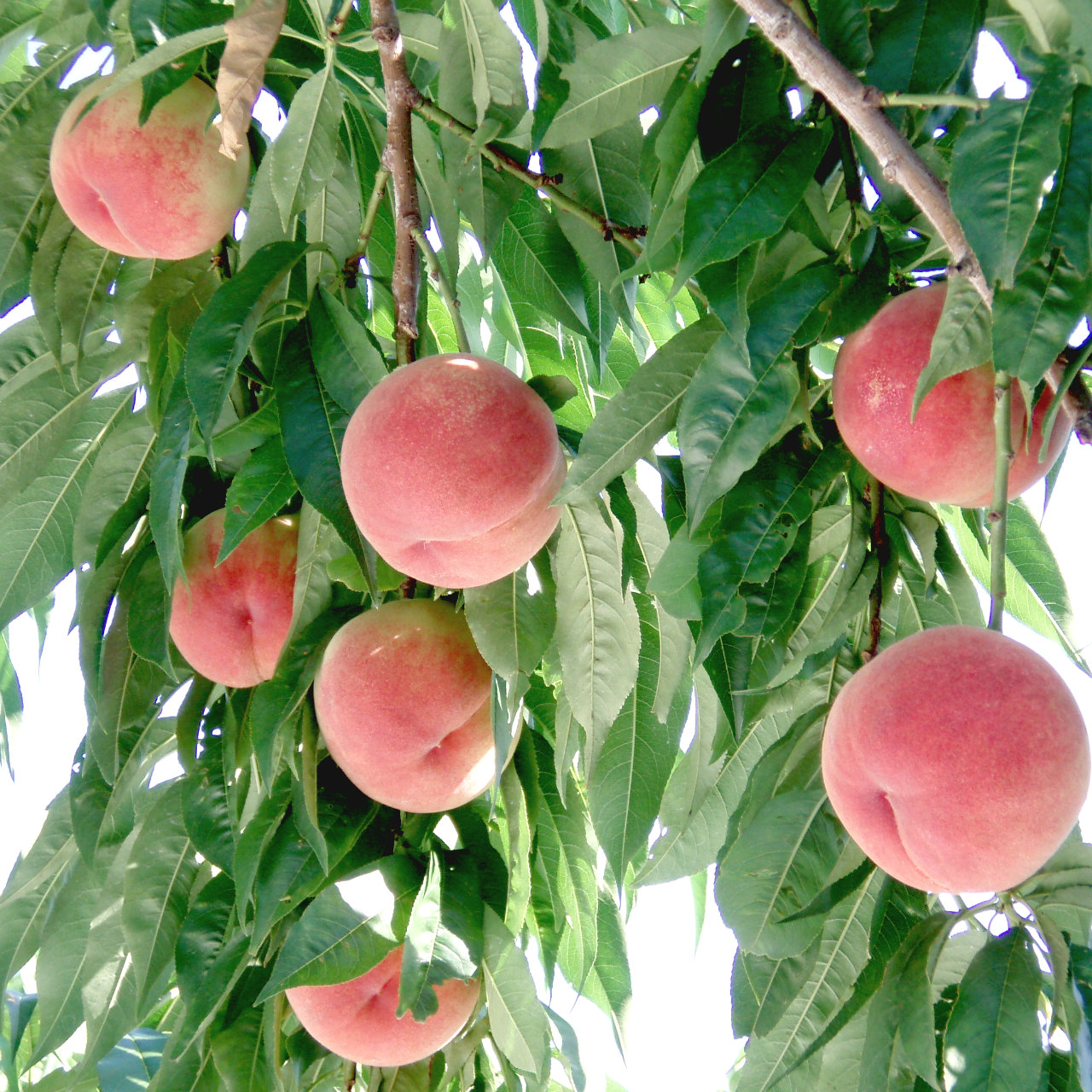 peach02.jpg