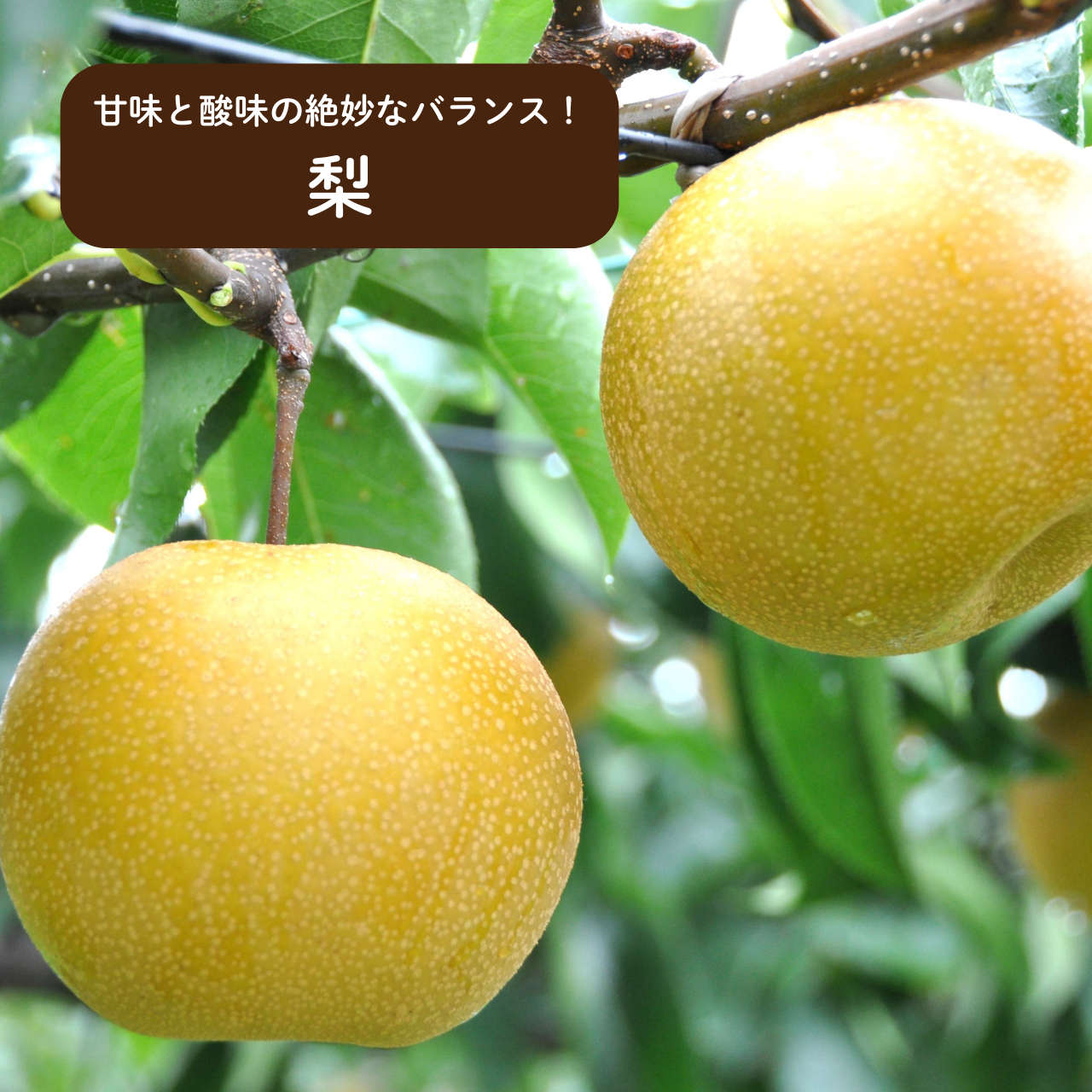 「ふるさと会」果物コース(2回・5回)の商品画像 4