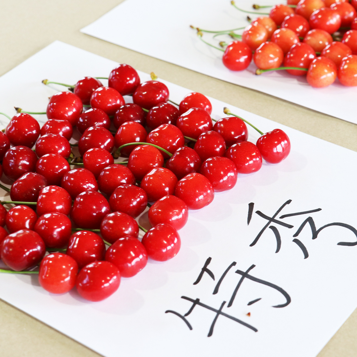 プロフ必読です*\(^^)/*さくらんぼ様 特秀】福島県産 さくらんぼ（佐藤錦） | 【公式】JAふくしま未来のお