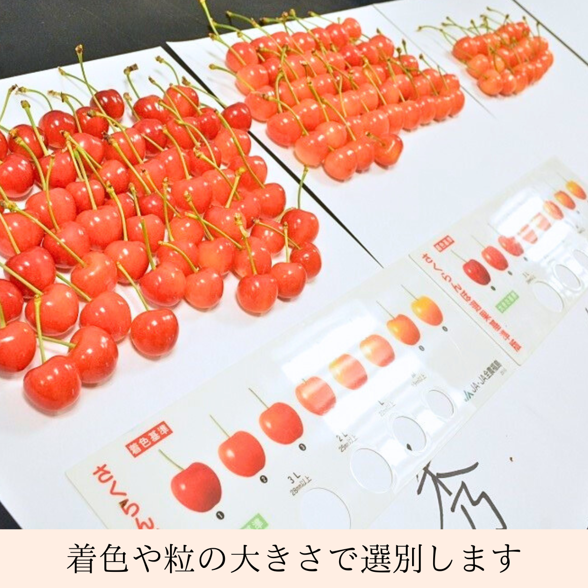 特秀】福島県産 さくらんぼ（佐藤錦） | 【公式】JAふくしま未来のお