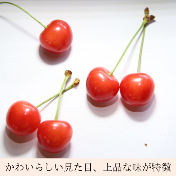 特秀】福島県産 さくらんぼ（佐藤錦） | 【公式】JAふくしま未来のお
