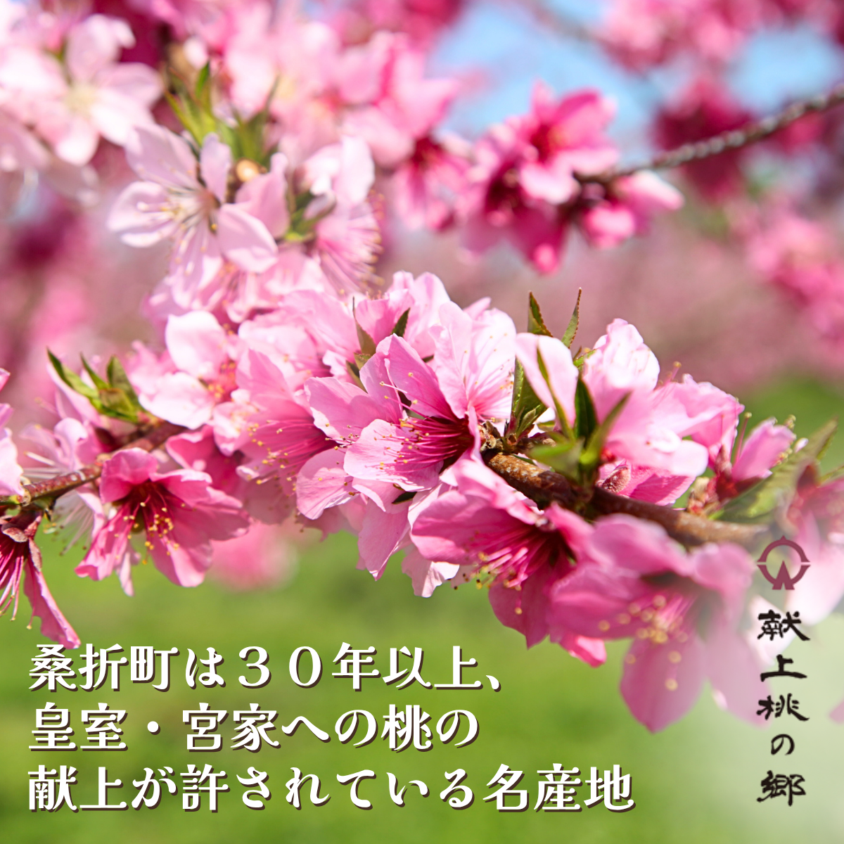 献上桃の郷　あかつき　5kgの商品画像 2