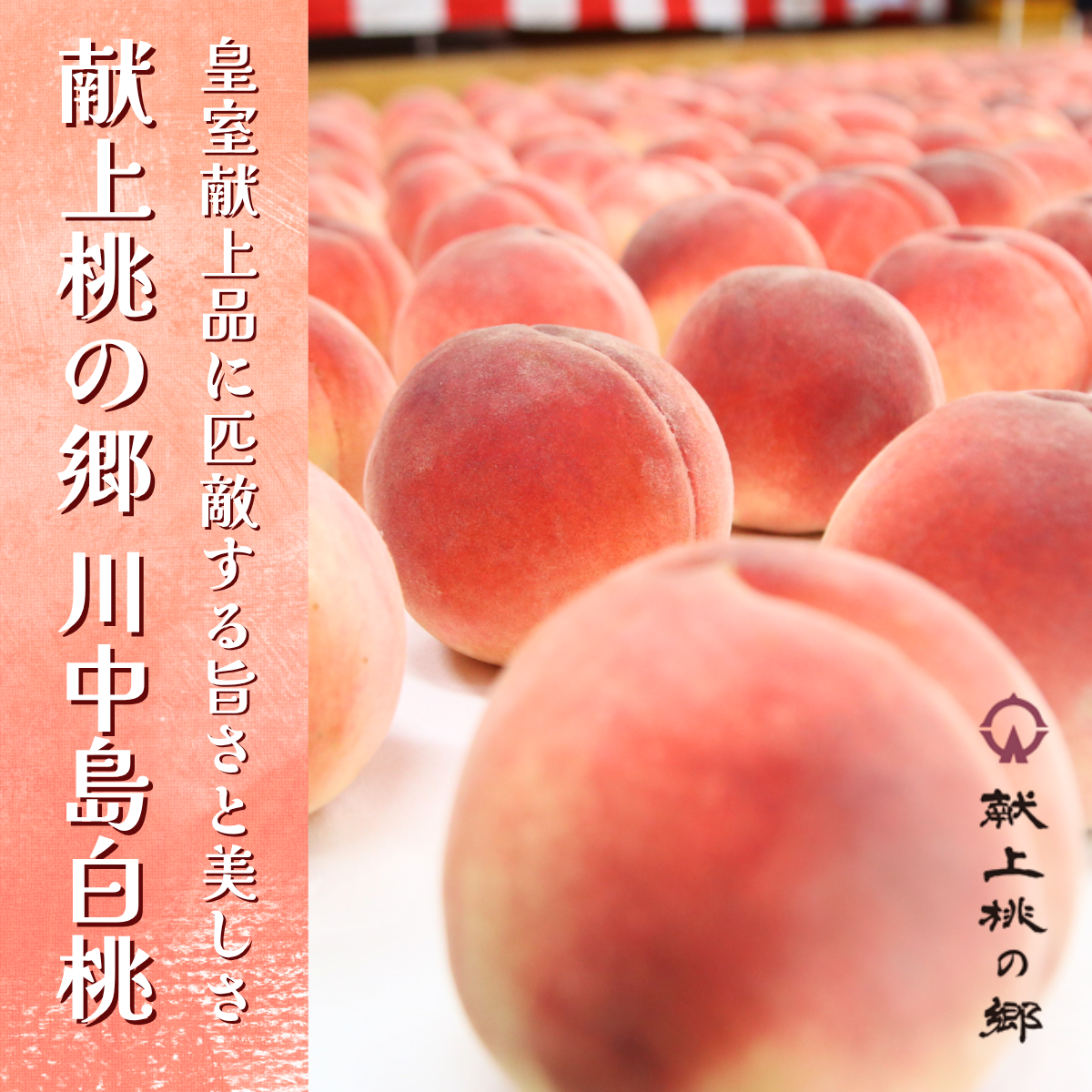 桃　川中島　5kg 産地直送 山形県産白桃 川中島 約5kg: JAてんどうフーズ|【JAタウン】産地