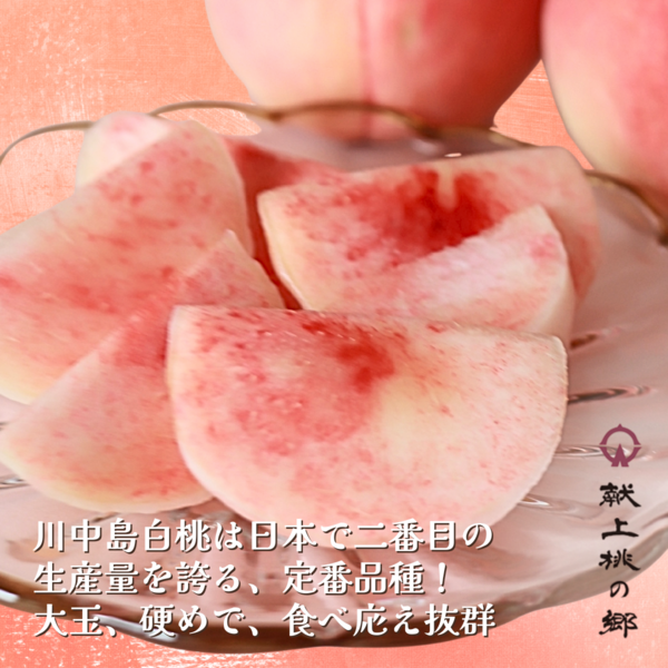 福島県桑折町 献上桃の郷・川中島白桃 3kg | 【公式】JAふくしま未来の