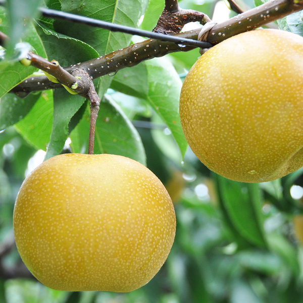 特秀品】豊水梨 | 【公式】JAふくしま未来のお取り寄せギフト通販