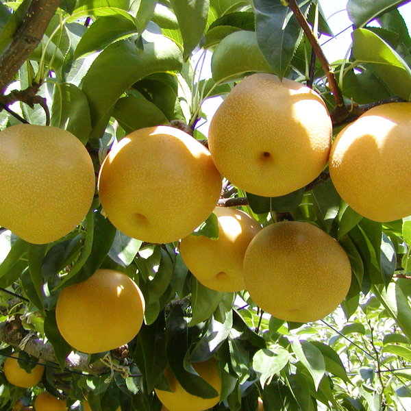 特秀品】豊水梨 | 【公式】JAふくしま未来のお取り寄せギフト通販