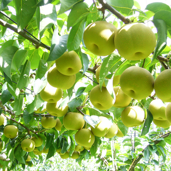 特秀品】豊水梨 | 【公式】JAふくしま未来のお取り寄せギフト通販