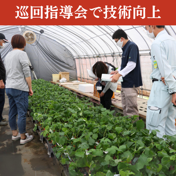 いちこさん専用　サバイバルシリーズ＆実験対決シリーズ　　40冊セット　まとめ売り 楽天市場】『まるごとワイド』で絶賛！午前0時のいちご大福6個