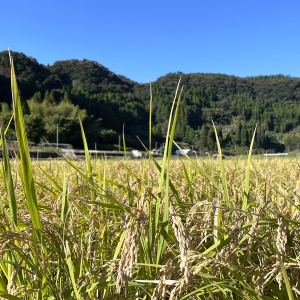 吾妻の輝き 精米ひとめぼれ | 【公式】JAふくしま未来のお取り寄せ