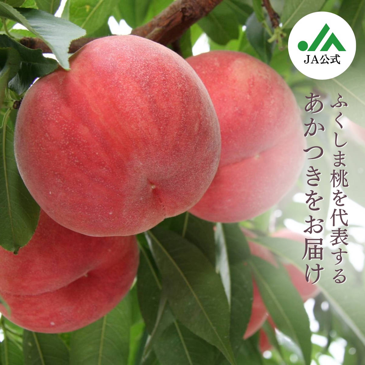ビスネコさん専用　桃　はつひめ　ワケあり　規格外　10kg IMG_1298_8035d904-0192-4e31-